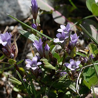 Gentianella turkestanorum unspecified picture