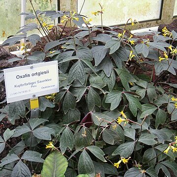 Oxalis ortgiesii unspecified picture