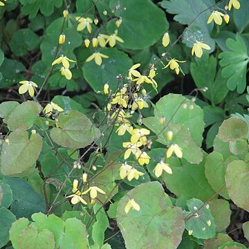 Epimedium platypetalum unspecified picture