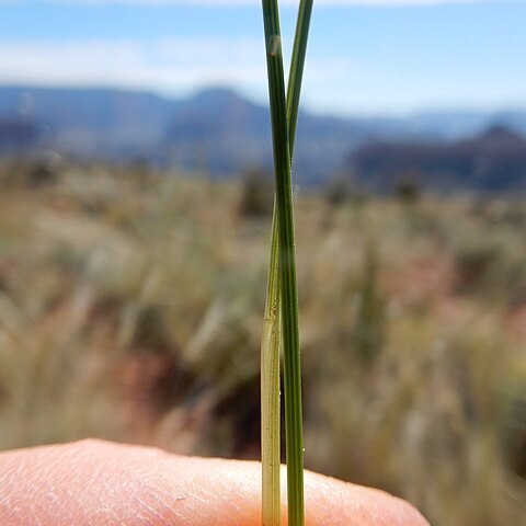 Stipa neomexicana unspecified picture