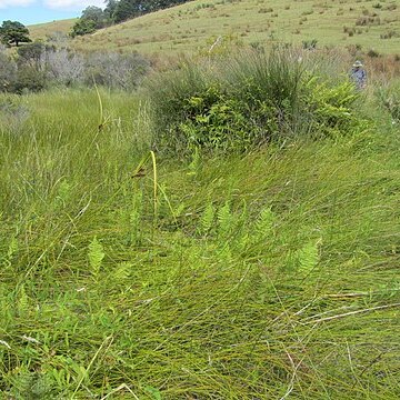 Machaerina arthrophylla unspecified picture