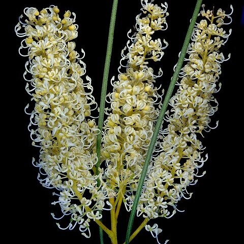 Grevillea stenobotrya unspecified picture