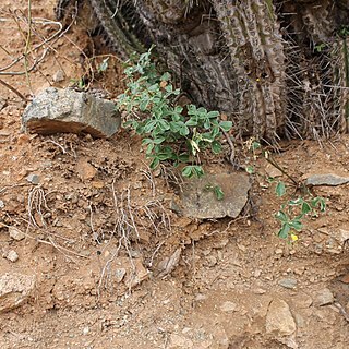 Oxalis atacamensis unspecified picture