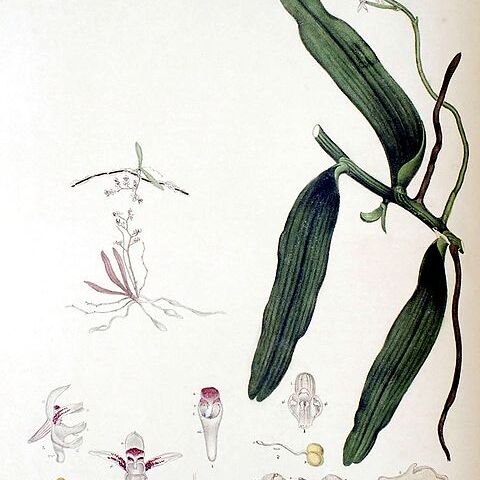 Papillilabium beckleri unspecified picture