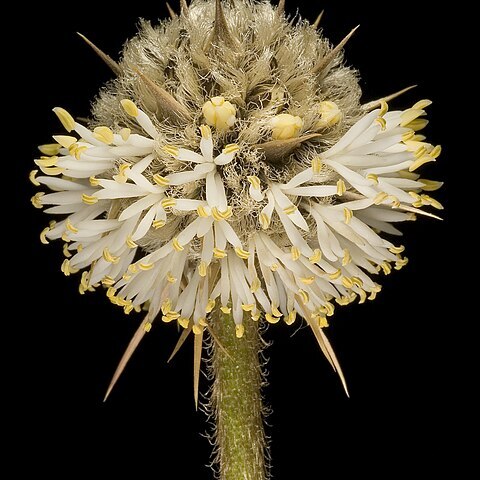 Dasypogon obliquifolius unspecified picture