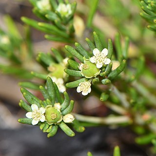 Monotaxis grandiflora unspecified picture