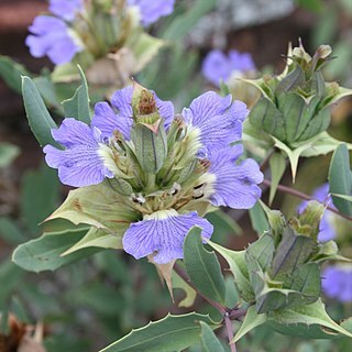 Blepharis subvolubilis unspecified picture