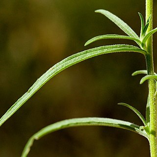 Castilleja organorum unspecified picture