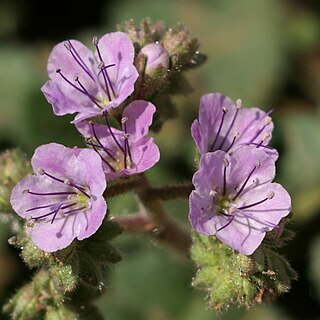 Phacelia bombycina unspecified picture