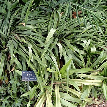 Tupistra unspecified picture