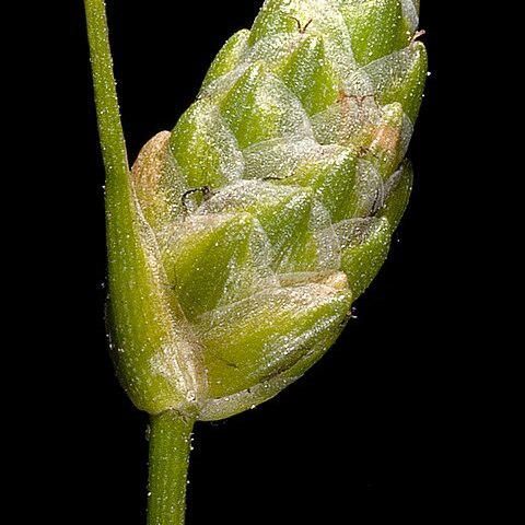 Isolepis oldfieldiana unspecified picture