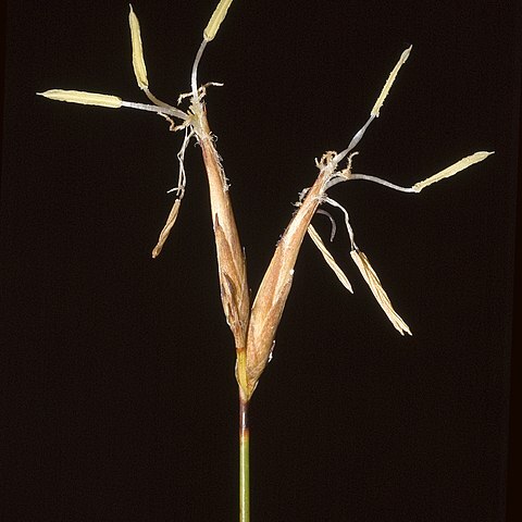 Schoenus pedicellatus unspecified picture