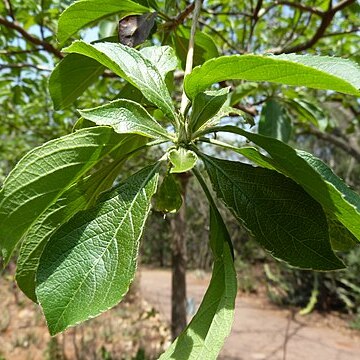 Terminalia phanerophlebia unspecified picture