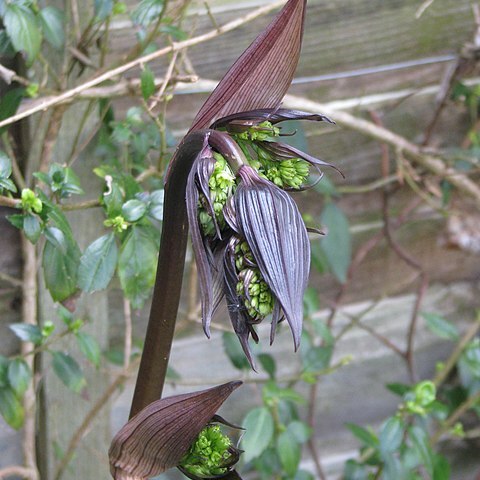 Disporum longistylum unspecified picture