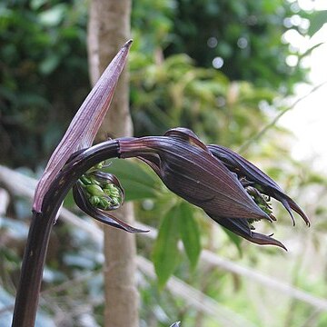 Disporum longistylum unspecified picture