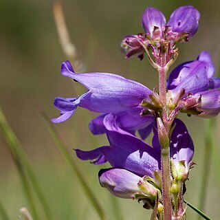 Penstemon deaveri unspecified picture