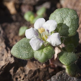 Phacelia neglecta unspecified picture