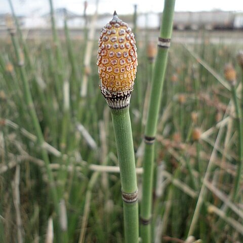 Equisetum praealtum unspecified picture