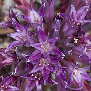 Allium abramsii unspecified picture