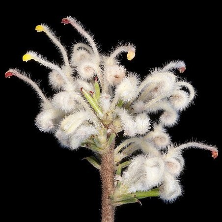 Grevillea uncinulata unspecified picture