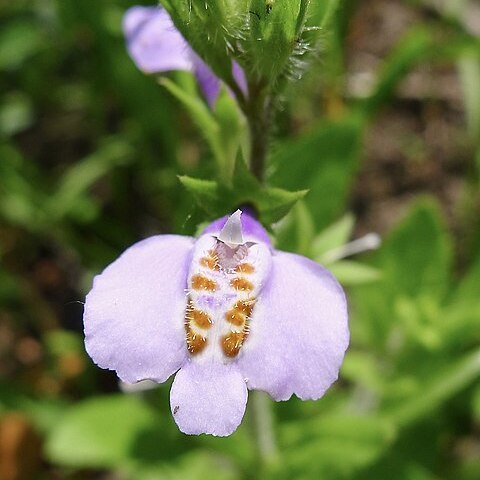 Mazus stachydifolius unspecified picture