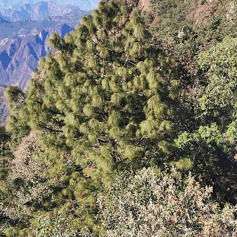 Pinus douglasiana unspecified picture