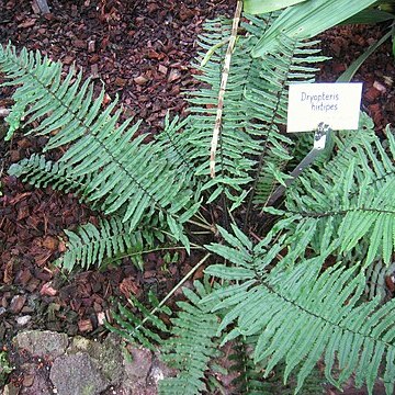 Dryopteris hirtipes unspecified picture