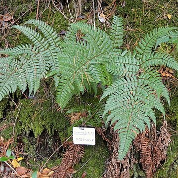 Dryopteris championii unspecified picture