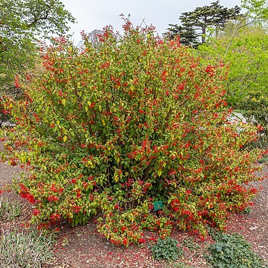 Salvia gesneriiflora unspecified picture