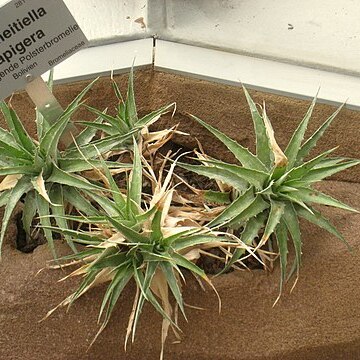 Deuterocohnia scapigera unspecified picture