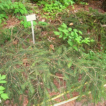 Picea polita unspecified picture