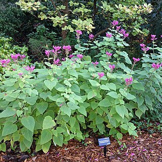 Salvia puberula unspecified picture