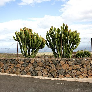 Euphorbia abyssinica unspecified picture