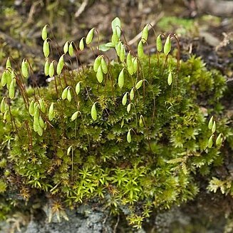 Bryum canariense unspecified picture