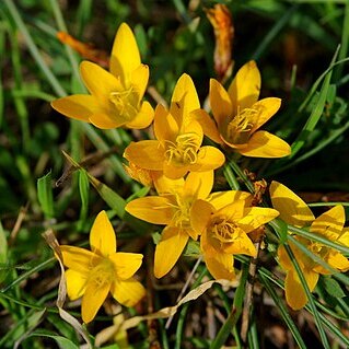 Crocus graveolens unspecified picture