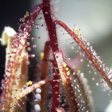 Drosera hartmeyerorum unspecified picture