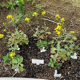 Kalanchoe integra unspecified picture