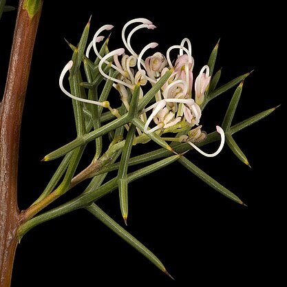 Grevillea teretifolia unspecified picture