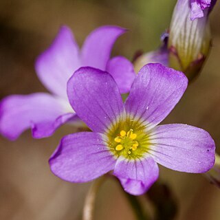 Oxalis decaphylla unspecified picture