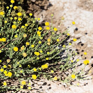 Nolletia arenosa unspecified picture