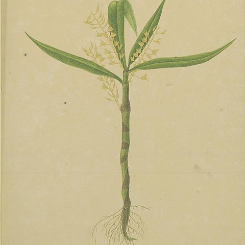 Pinalia tenuiflora unspecified picture