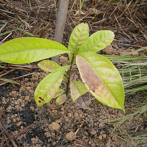 Aniba rosaeodora unspecified picture