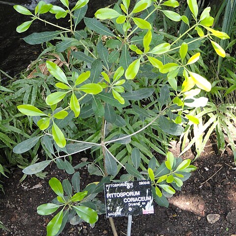 Pittosporum coriaceum unspecified picture