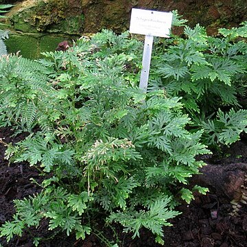 Selaginella elmeri unspecified picture