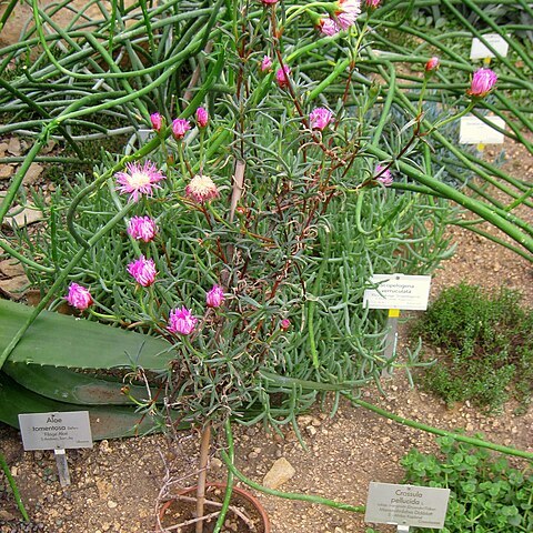 Lampranthus sociorum unspecified picture