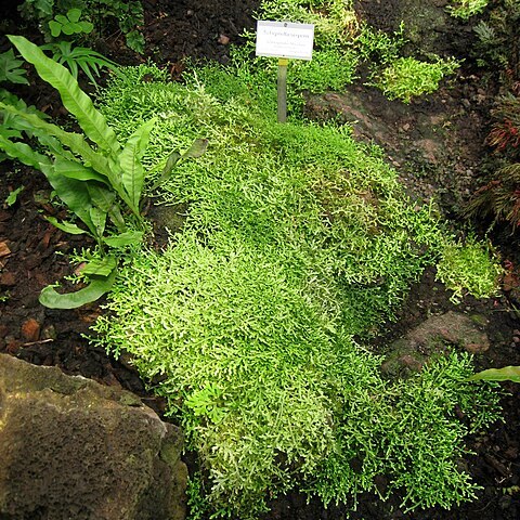 Selaginella serpens unspecified picture