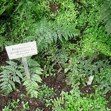 Asplenium dimorphum unspecified picture