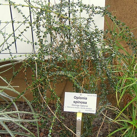 Oplonia spinosa unspecified picture