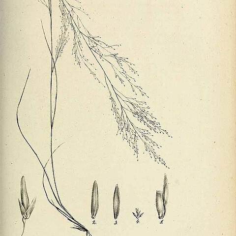 Muhlenbergia uniflora unspecified picture