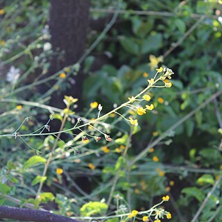 Adesmia angustifolia unspecified picture